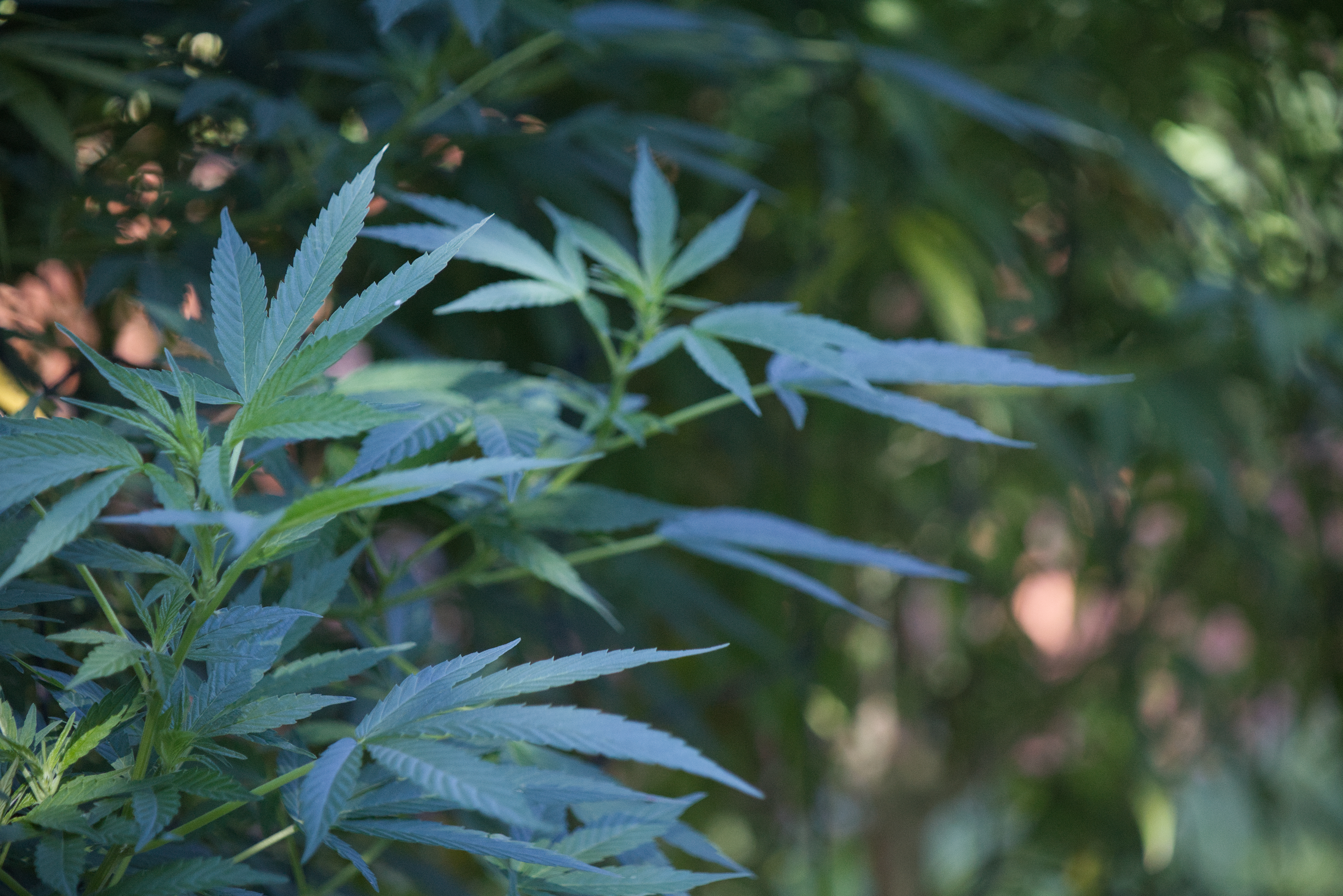 Imagem de uma muda de maconha
